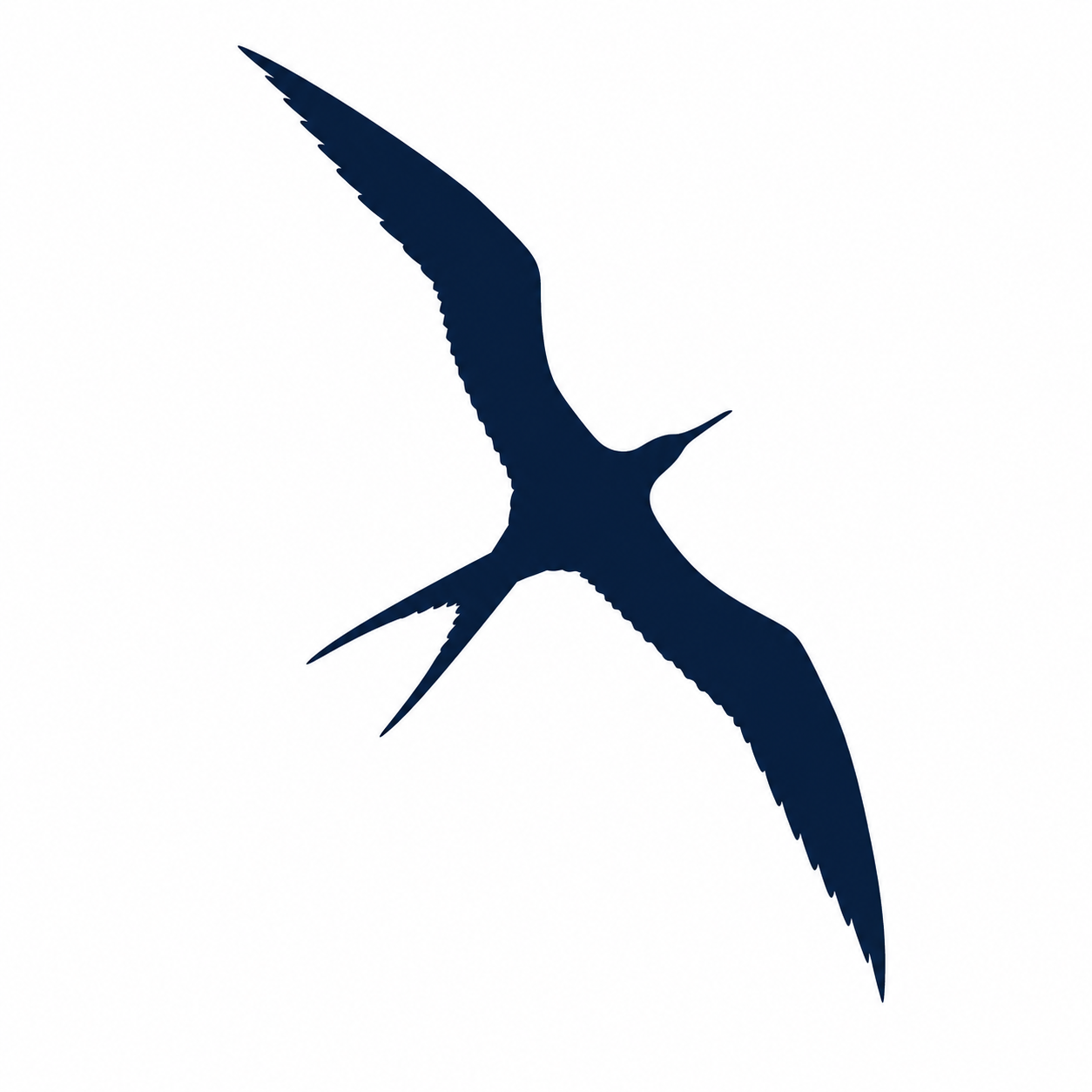 Blue Haven frigate bird mark